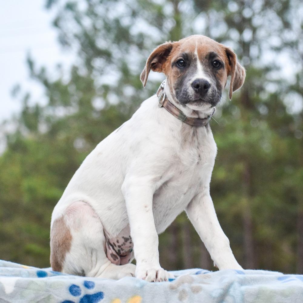 Mary Jane, Adopted, Puppy Female Mixed Breed.