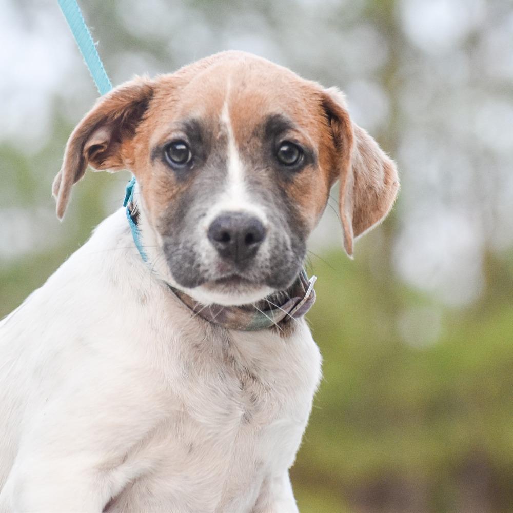 Enlarge Mary Jane, a Adopted mixed breed in Groveland, MA image 2/3