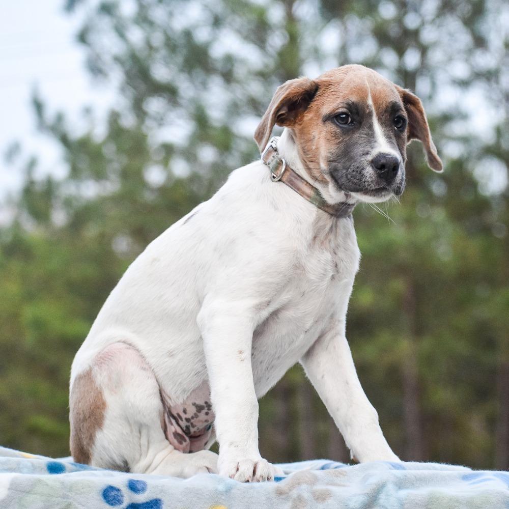Enlarge Mary Jane, a Adopted mixed breed in Groveland, MA image 3/3