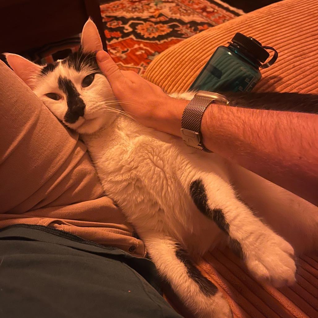 Jax, Adoptable, Adult Male Domestic Short Hair.