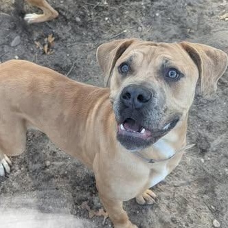 Enlarge Chandler , an adopted Mastiff in AQUEBOGUE, NY image 1/1