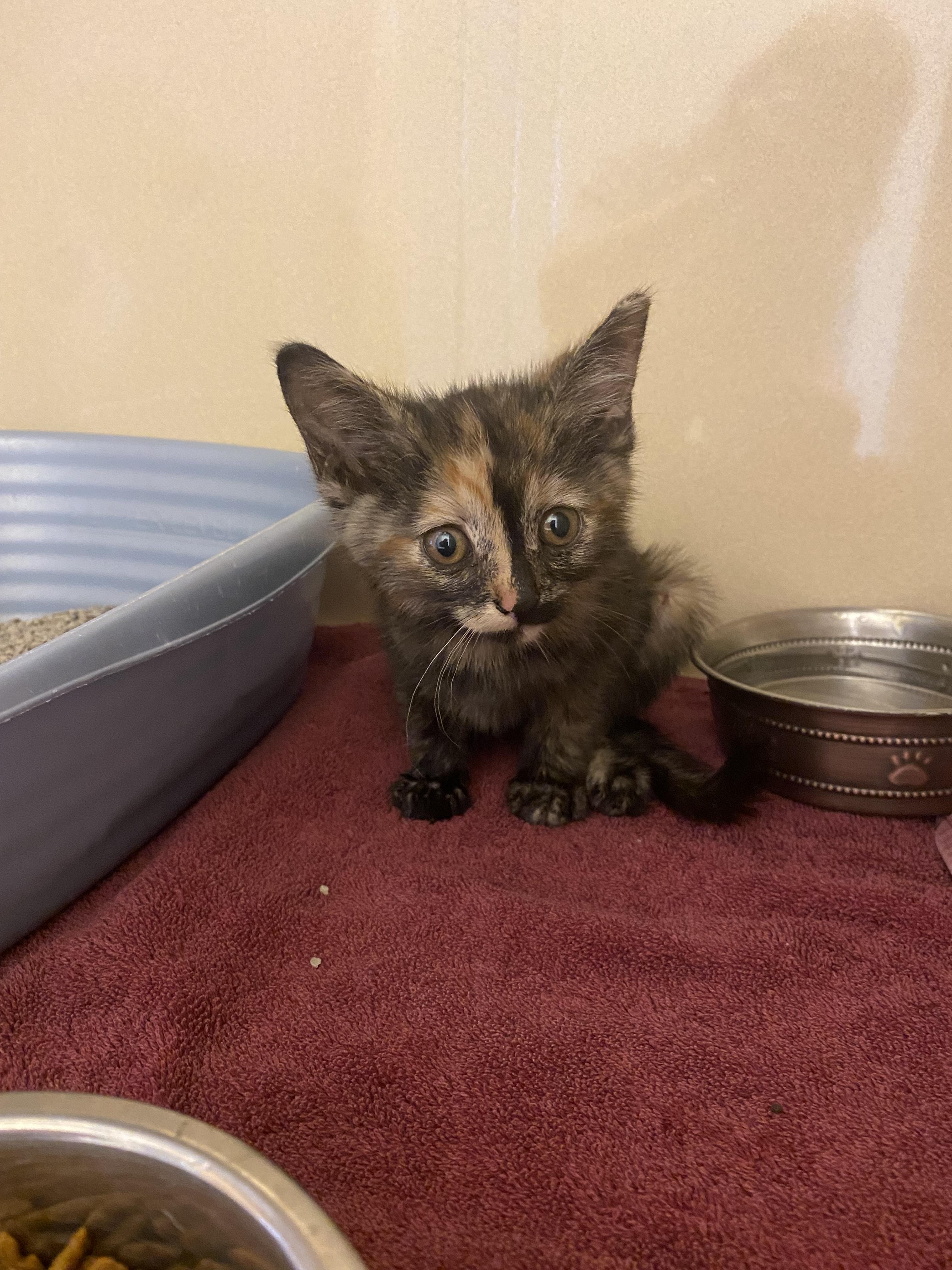 Stray Kitten, an adopted mixed breed in Hays, KS image 3/6