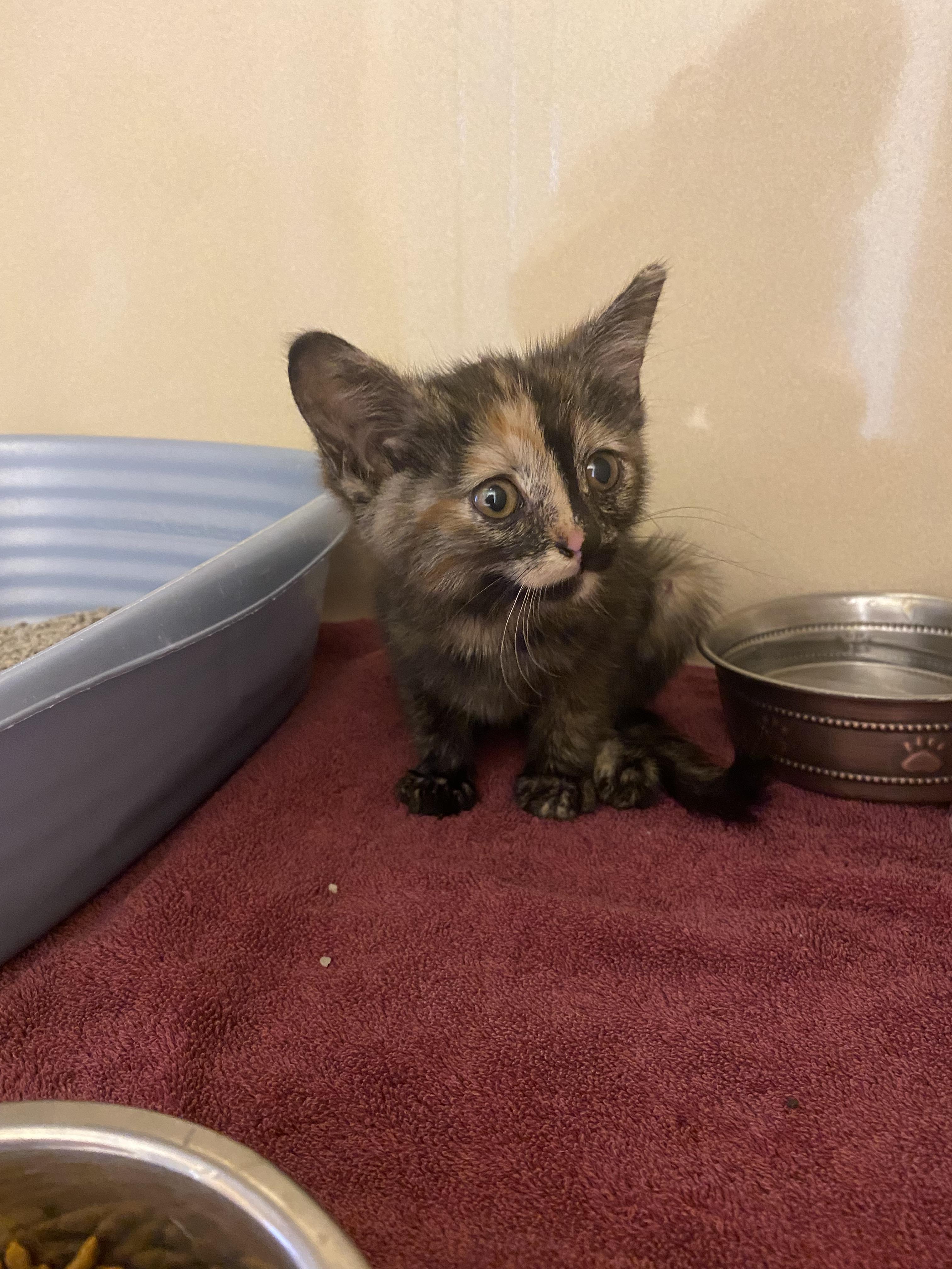 Stray Kitten, an adopted mixed breed in Hays, KS image 6/6