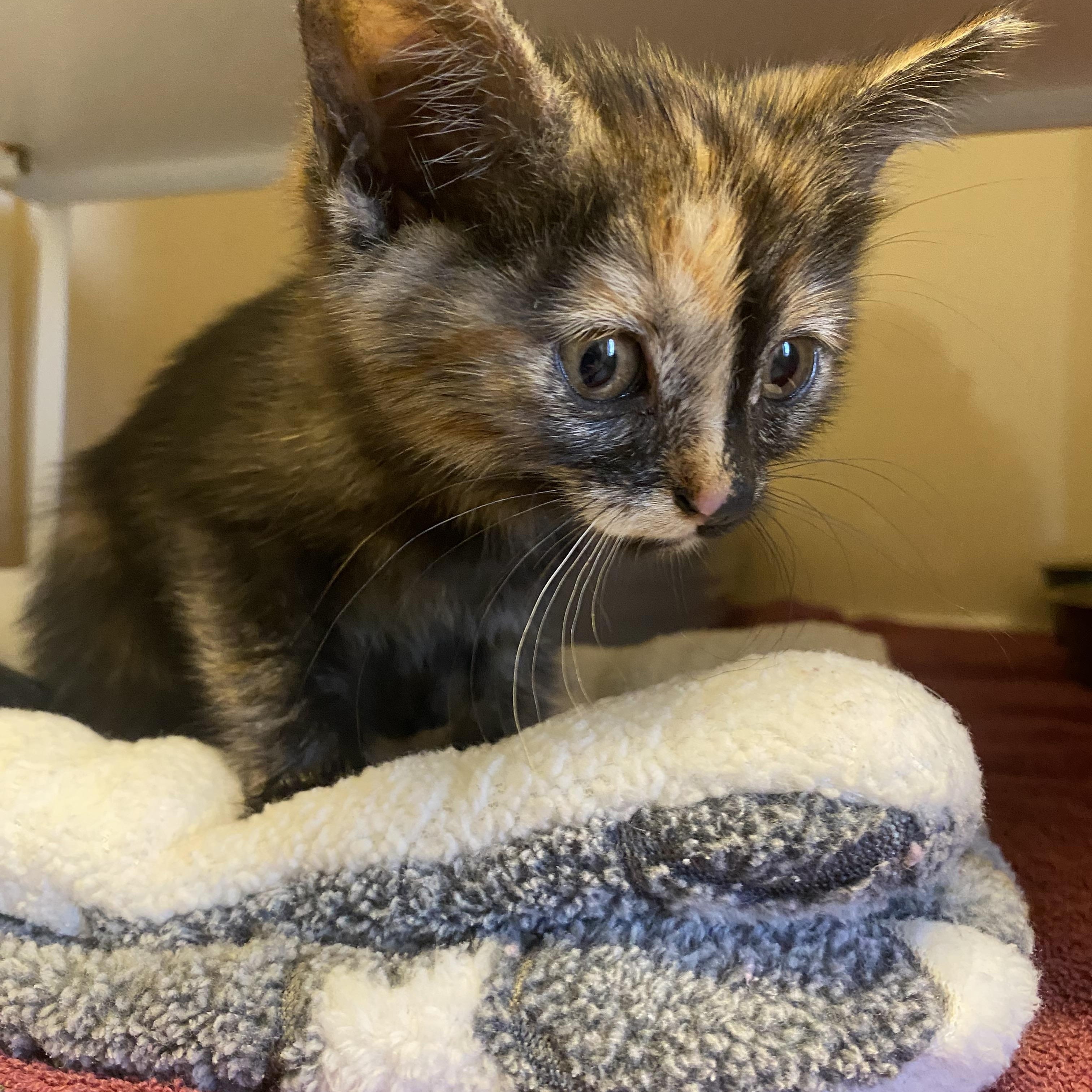 Stray Kitten, adopted, Kitten Female Domestic Short Hair.