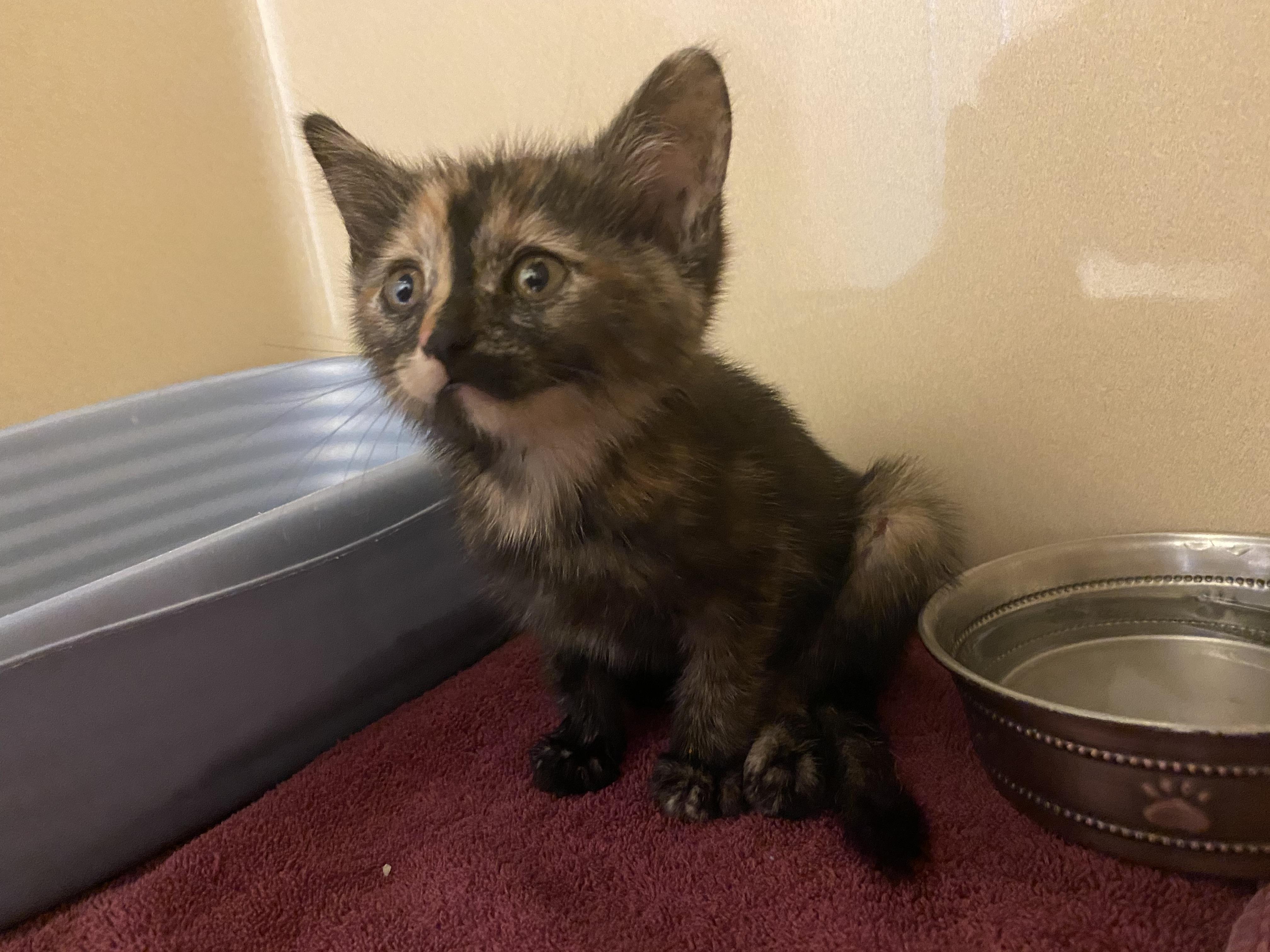Stray Kitten, an adopted mixed breed in Hays, KS image 5/6