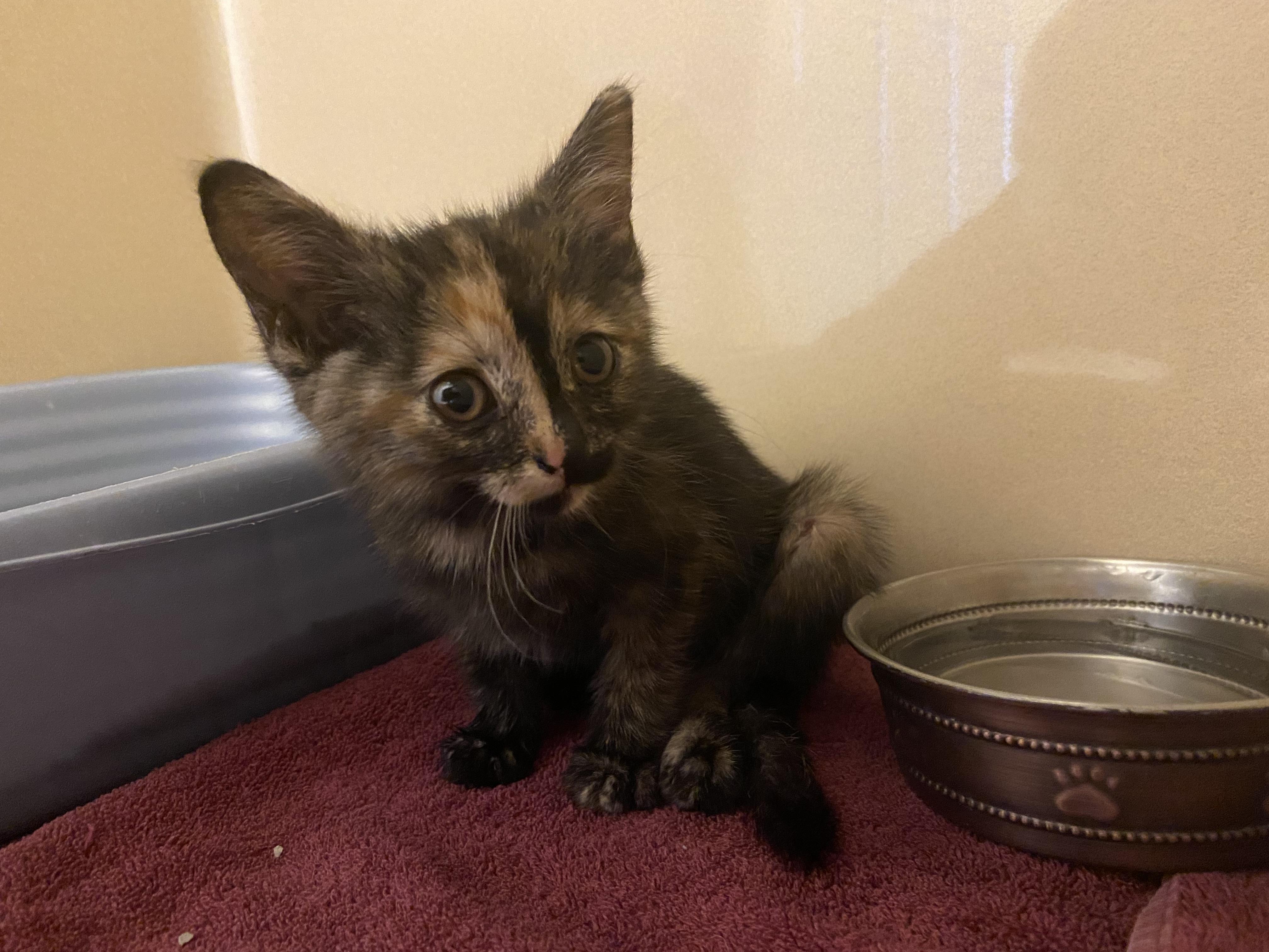 Stray Kitten, an adopted mixed breed in Hays, KS image 4/6