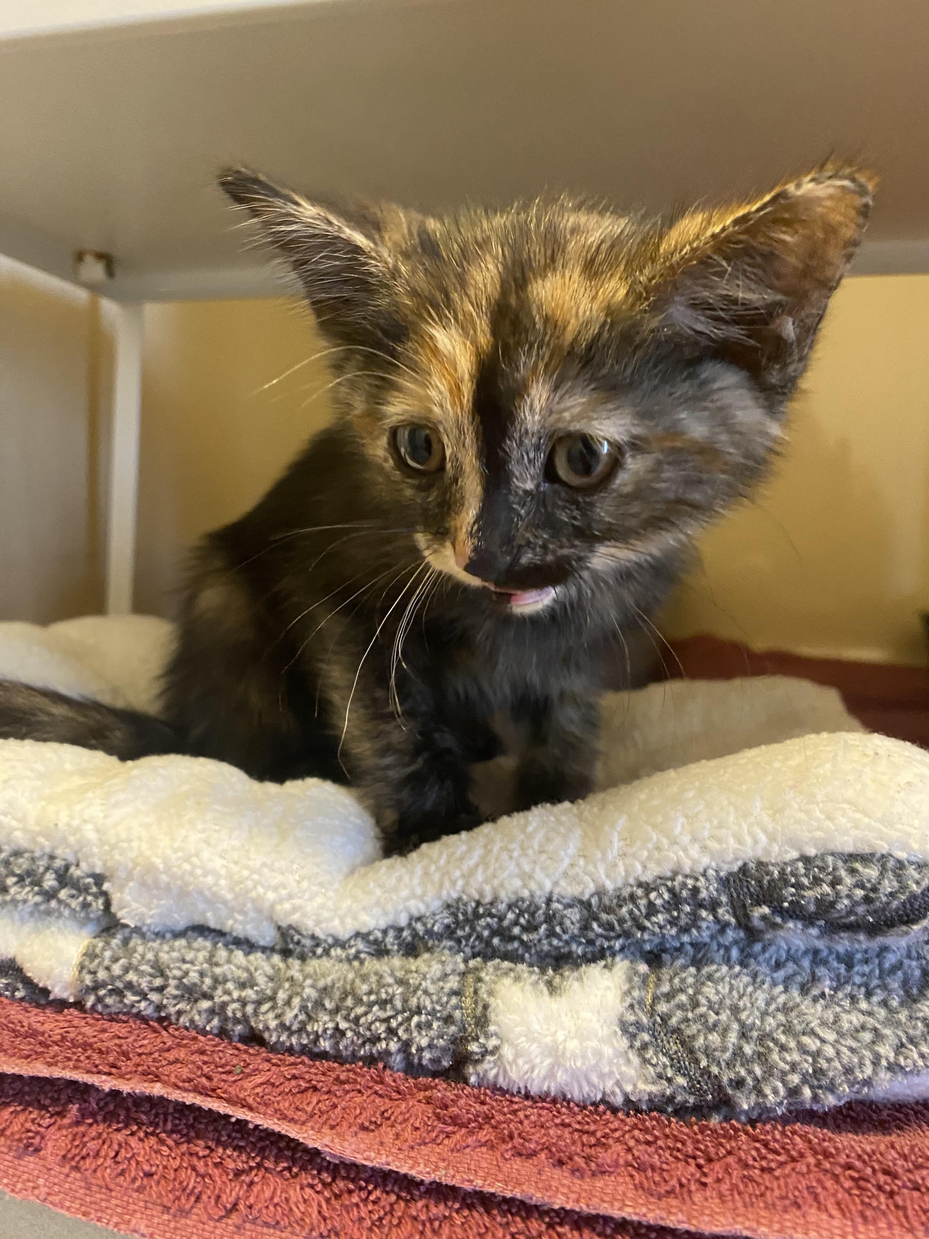 Stray Kitten, an adopted mixed breed in Hays, KS image 2/6