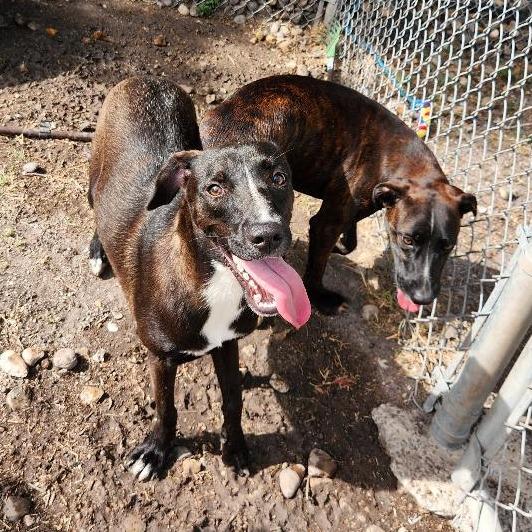 Enlarge Lil Girl, a Adoptable mixed breed in Corpus Christi, TX image 1/5