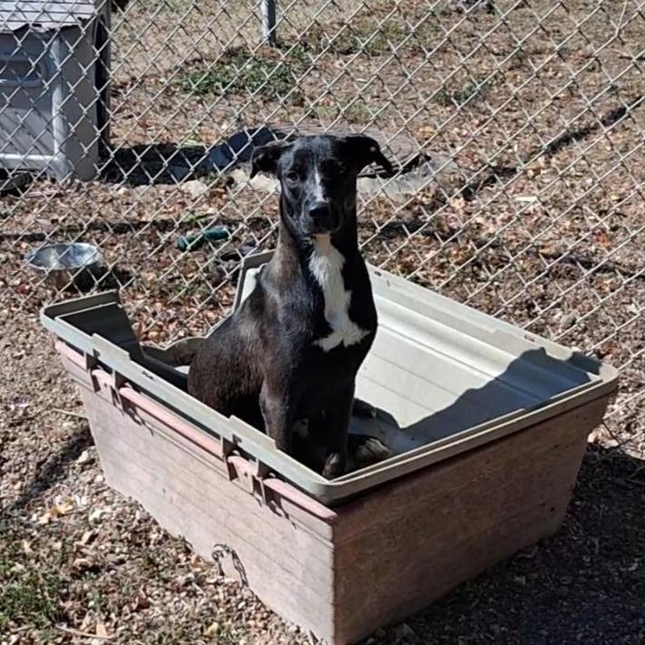 Enlarge Lil Girl, a Adoptable mixed breed in Corpus Christi, TX image 2/5