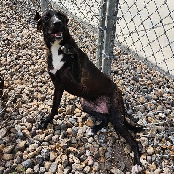 Enlarge Lil Girl, a Adoptable mixed breed in Corpus Christi, TX image 3/5