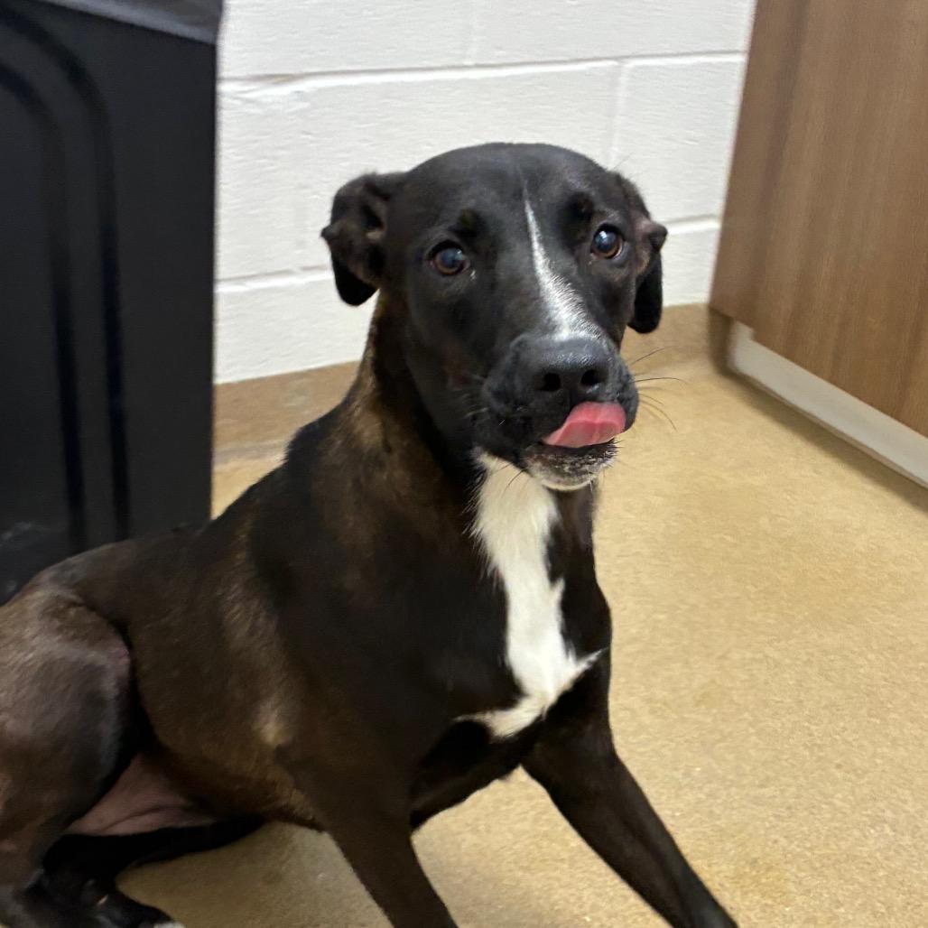 Enlarge Lil Girl, a Adoptable mixed breed in Corpus Christi, TX image 4/5