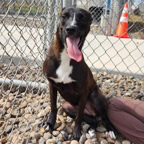 Enlarge Lil Girl, a Adoptable mixed breed in Corpus Christi, TX image 5/5