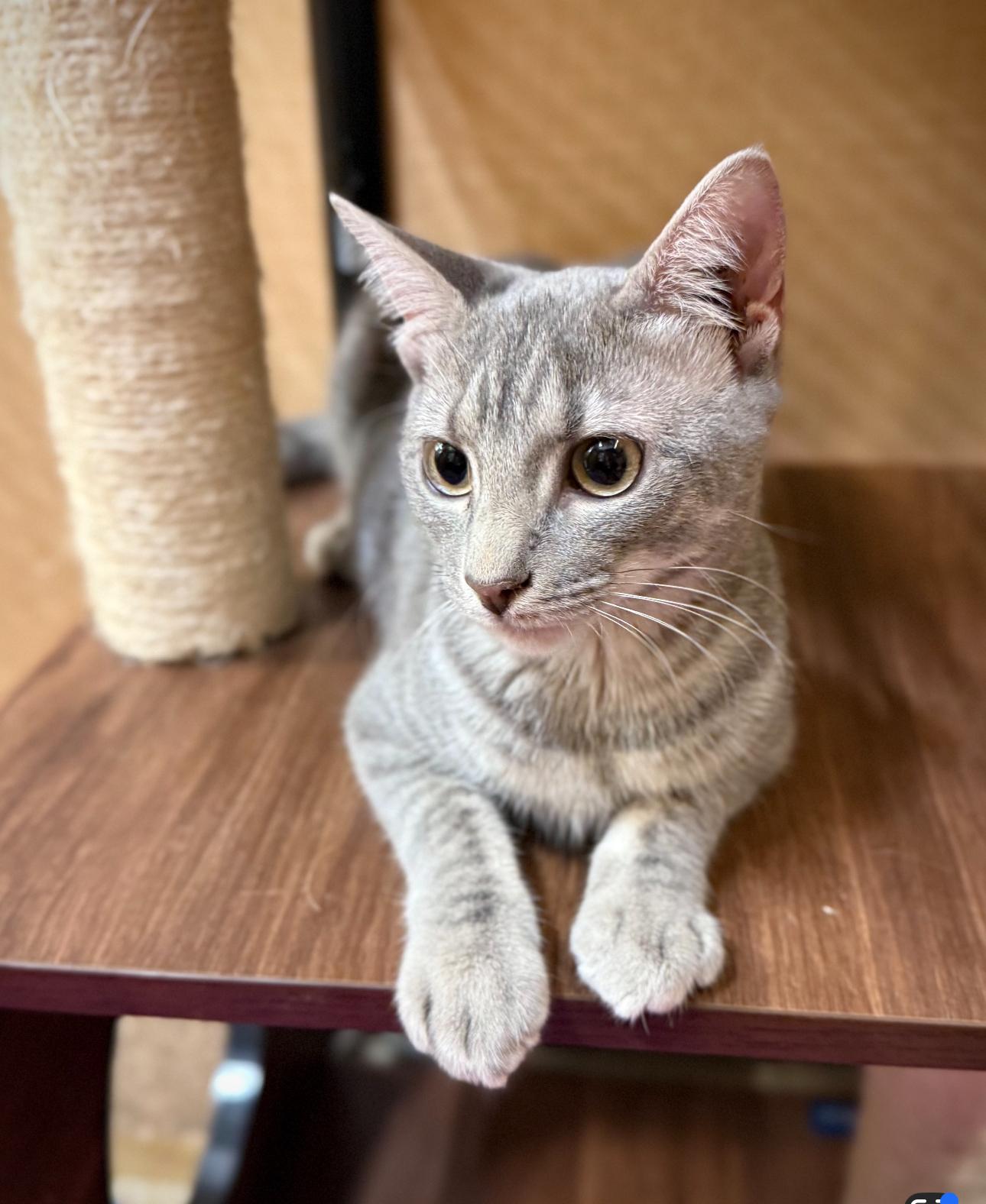 Bo Peep (bonded to Bobby McGee)