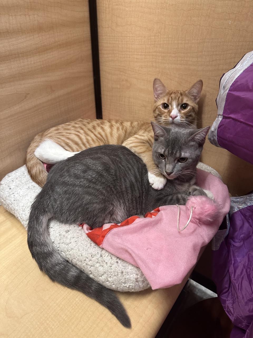 Bo Peep (bonded to Bobby McGee)