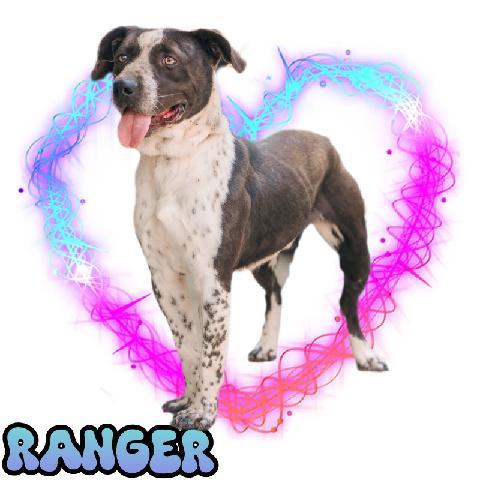 Enlarge Ranger | Courtesy post, a Adoptable mixed breed in Chesapeake, VA image 1/1