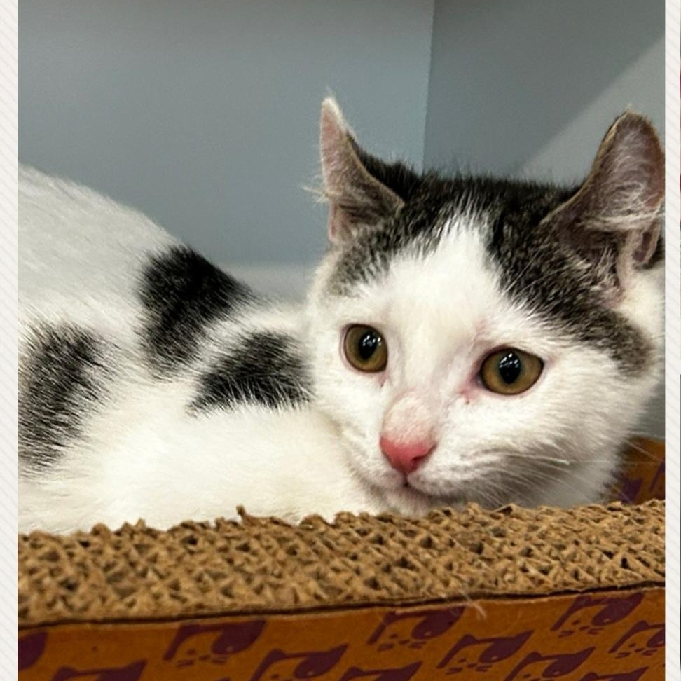 Gabbana, ADOPTABLE, Kitten Female Domestic Short Hair.