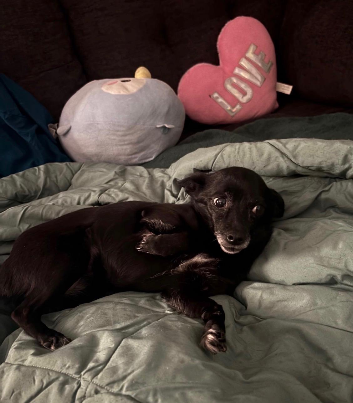 Gigi, ADOPTABLE, Senior Female Chihuahua.