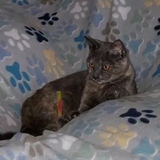 Emily, ADOPTABLE, Young Female Tortoiseshell.