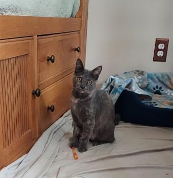 Enlarge Emily, a ADOPTABLE Tortoiseshell in Macomb, MI image 3/4