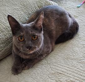 Enlarge Emily, a ADOPTABLE Tortoiseshell in Macomb, MI image 2/4