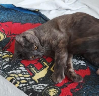 Enlarge Emily, a ADOPTABLE Tortoiseshell in Macomb, MI image 4/4