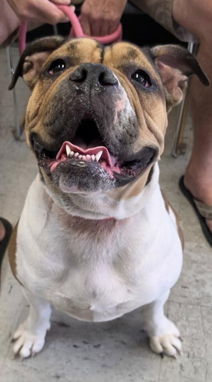 Enlarge Stray Hwy 19, a Adopted mixed breed in Inverness, FL image 1/1