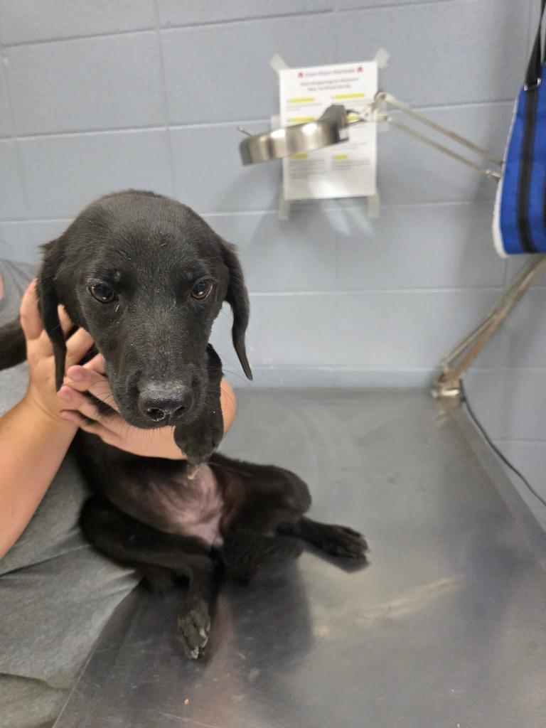 Enlarge Hailey, a Adoptable mixed breed in Livingston, LA image 1/2
