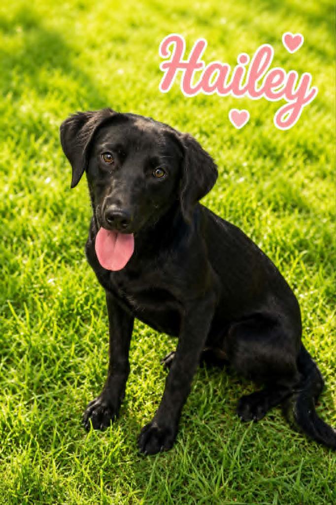 Enlarge Hailey, a Adoptable mixed breed in Livingston, LA image 2/2