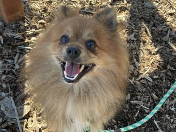 Enlarge CHARLIE, a Adoptable Pomeranian in Santa Cruz, CA image 1/1