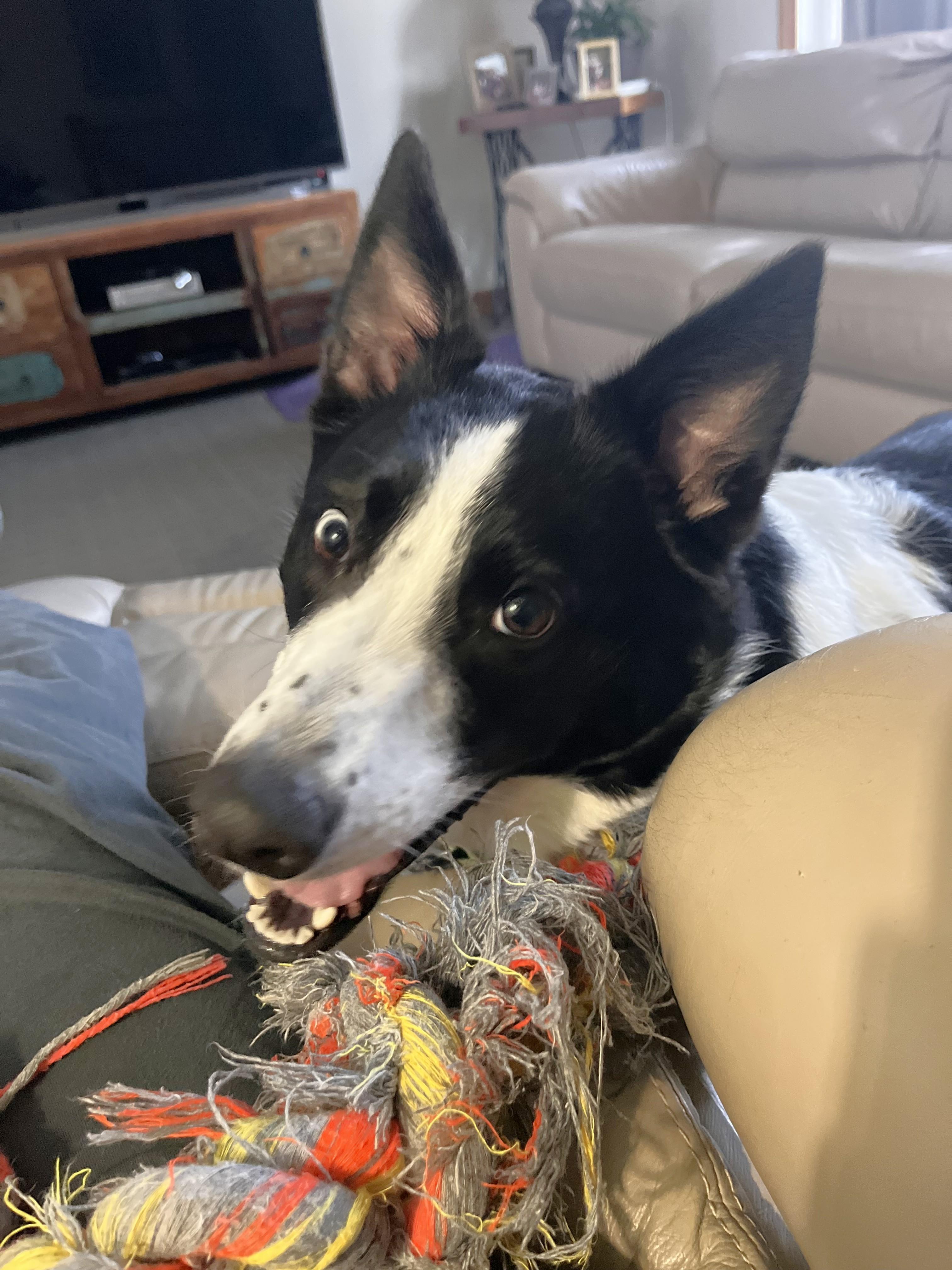 Poncho, Adoptable, Adult Male Border Collie.