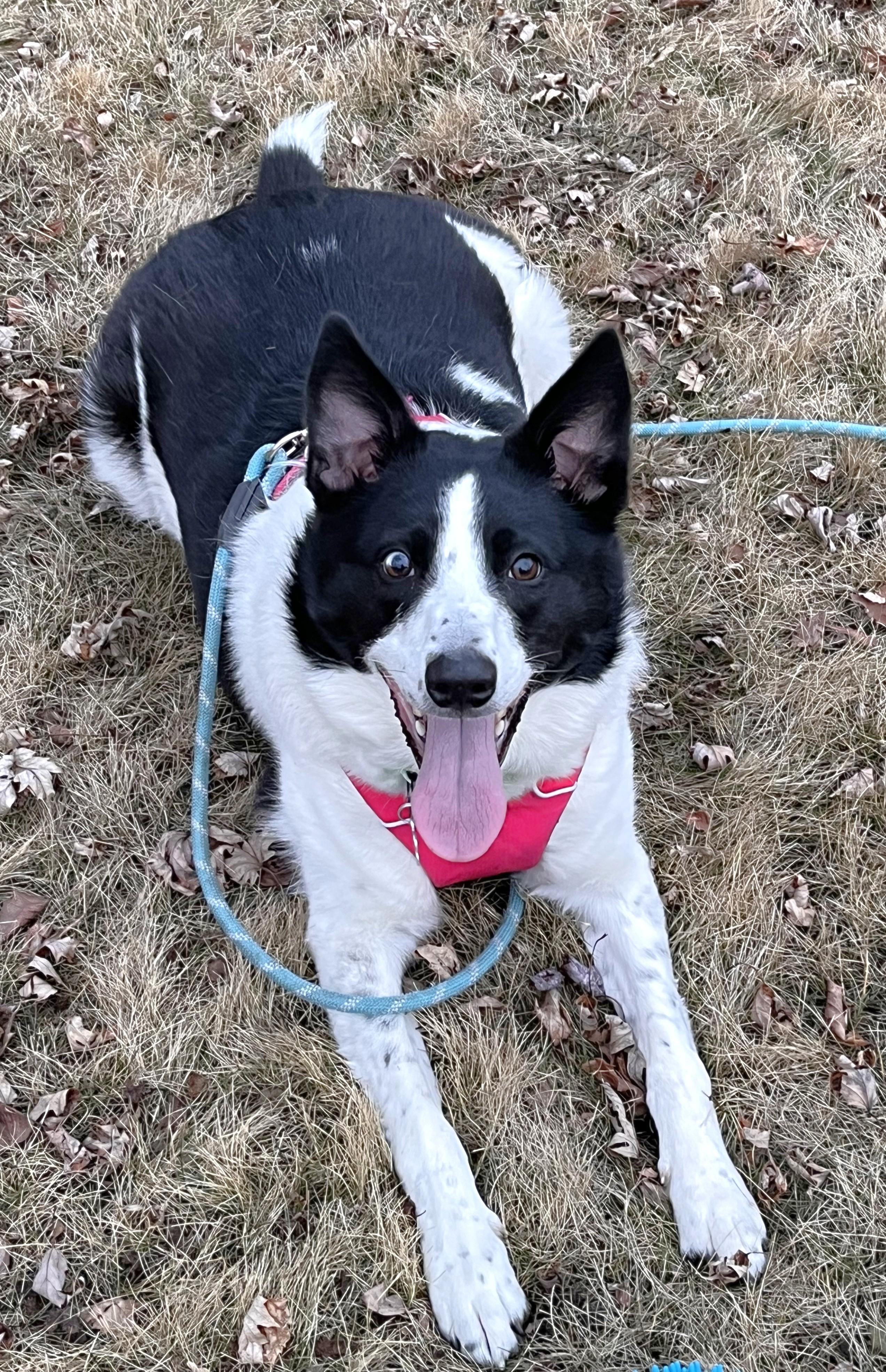 Poncho, a Adoptable mixed breed in Minneapolis, MN image 2/4