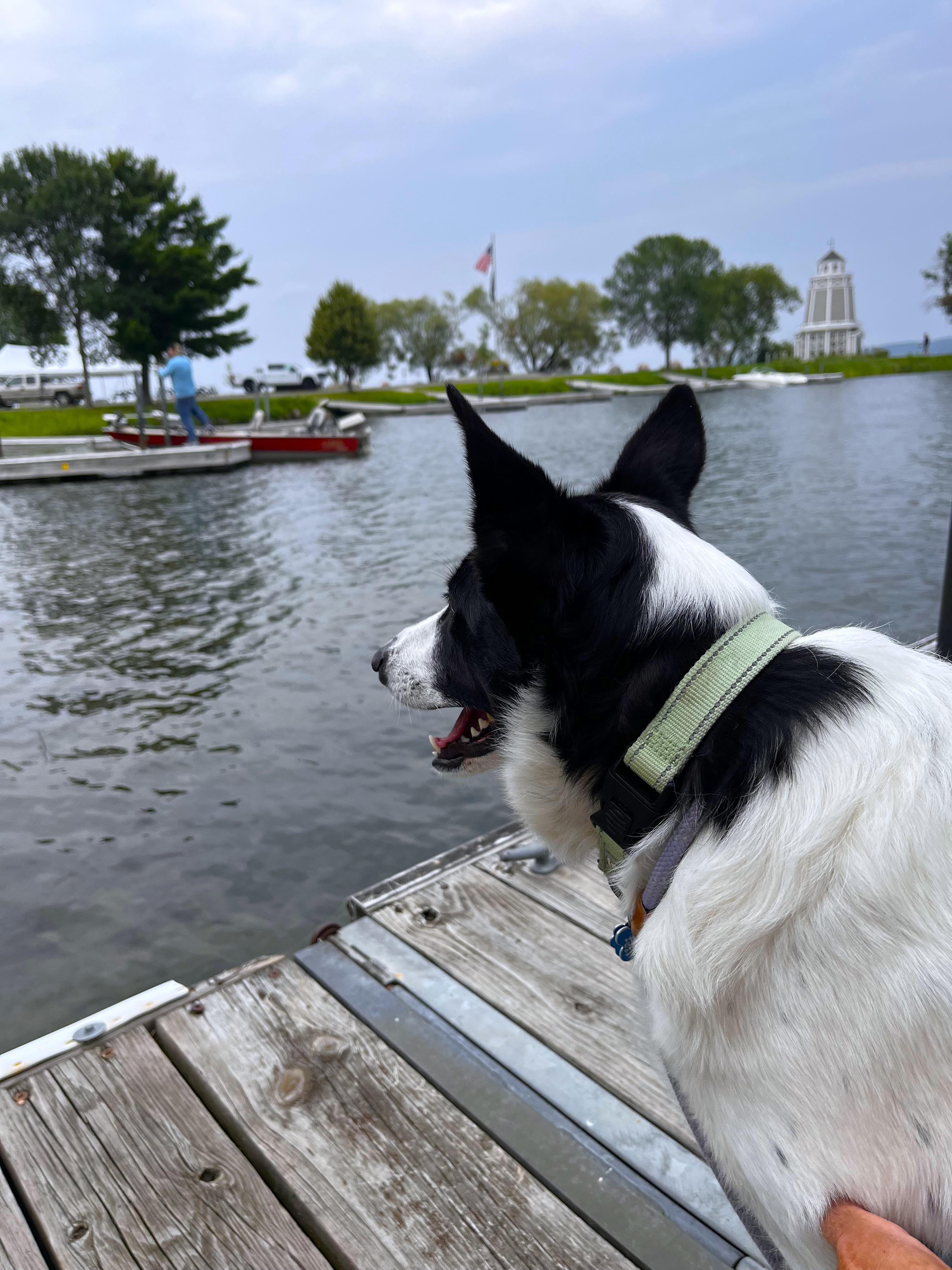 Poncho, a Adoptable mixed breed in Minneapolis, MN image 3/4
