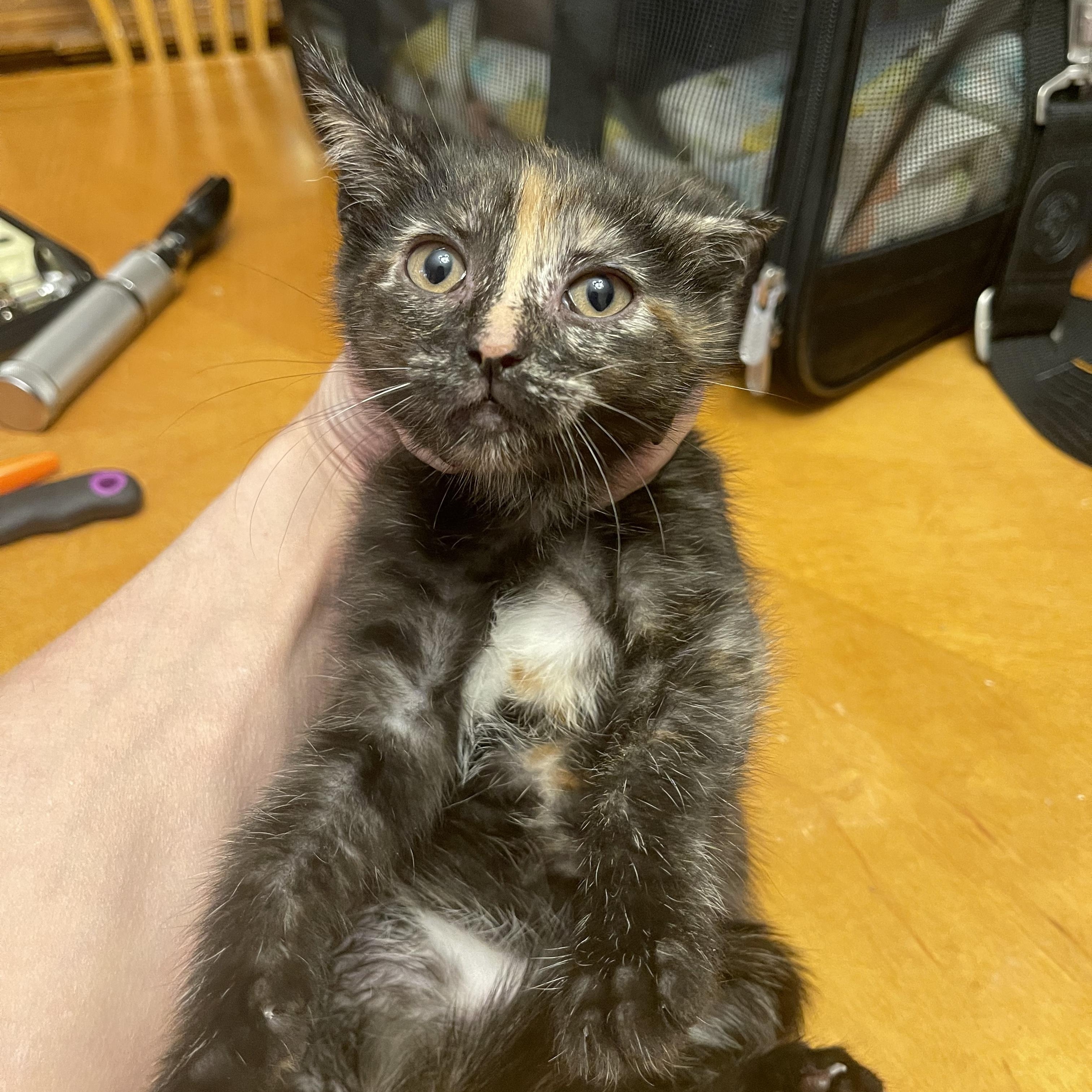 Rosie, an adopted Domestic Short Hair in Nutley, NJ image 2/2