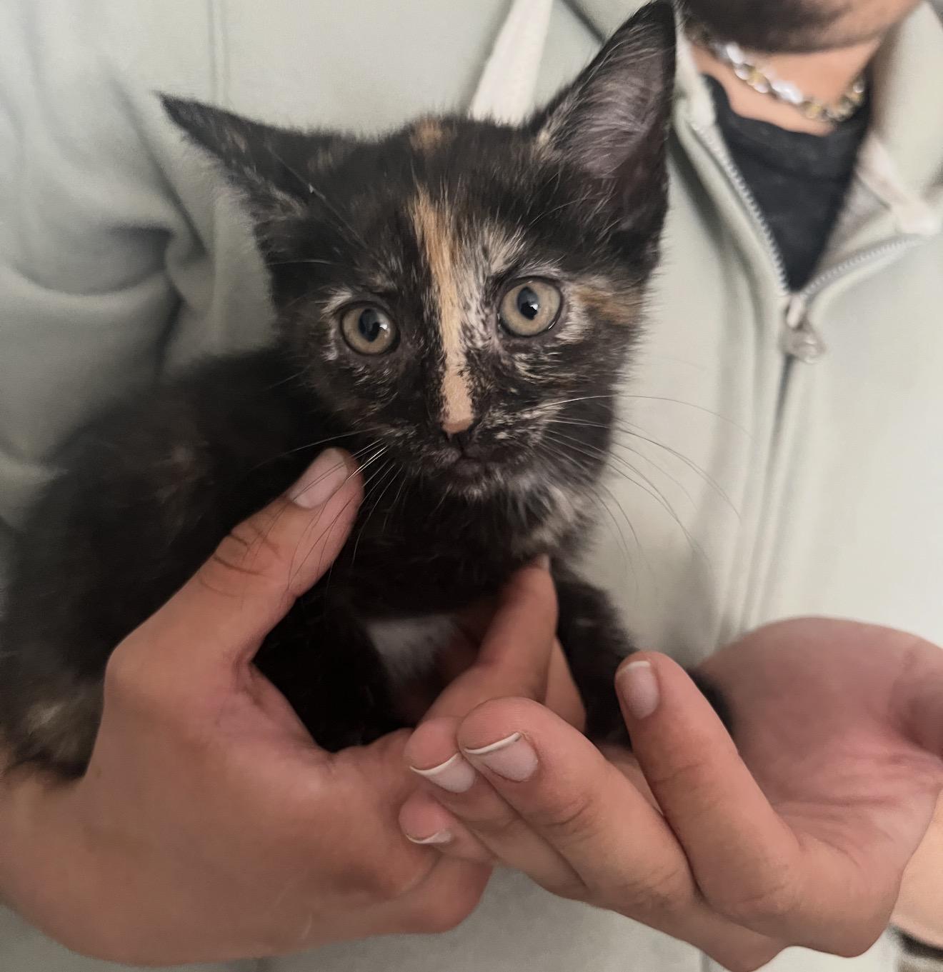 Rosie, an adopted Domestic Short Hair in Nutley, NJ image 1/2