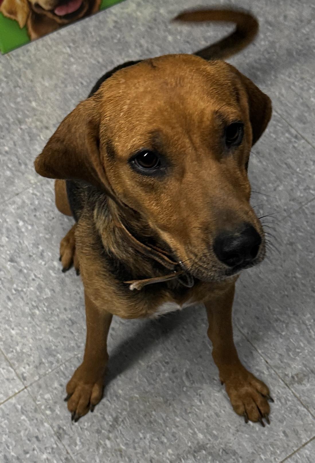 Enlarge Azie, a ADOPTABLE mixed breed in Rogersville, TN image 6/6