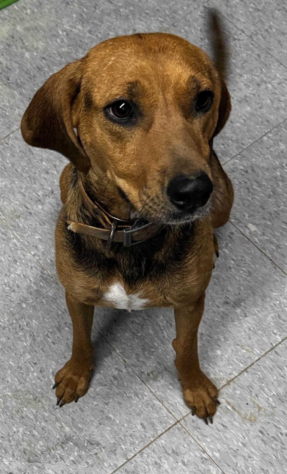 Azie, ADOPTABLE, Young Female Beagle & Hound.