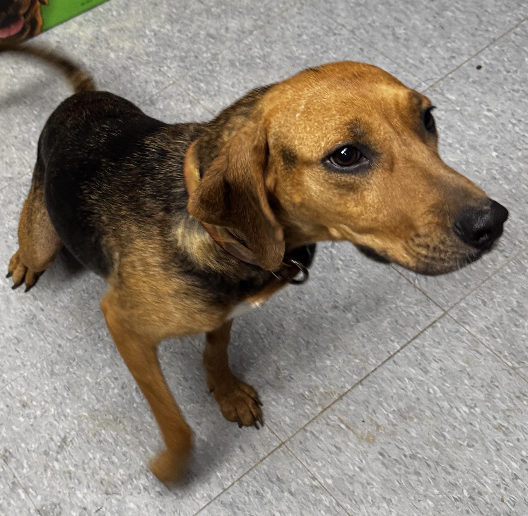 Enlarge Azie, a ADOPTABLE mixed breed in Rogersville, TN image 4/6