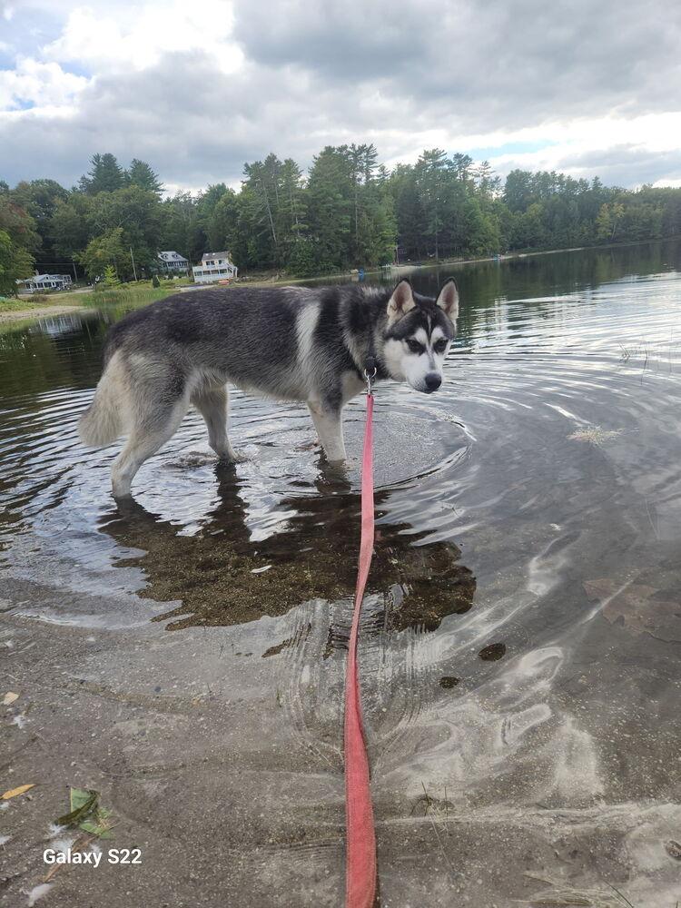 Shadow, Adoptable, Young Male Siberian Husky.