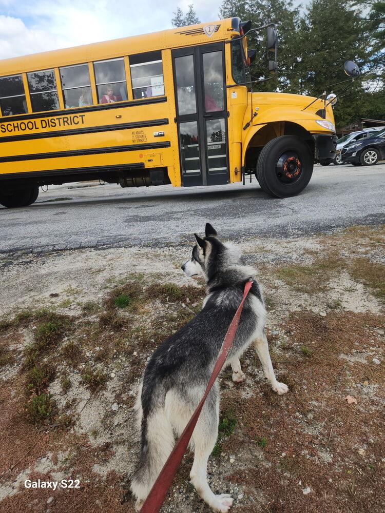 Enlarge Shadow, a Adoptable Siberian Husky in White River Junction, VT image 2/3