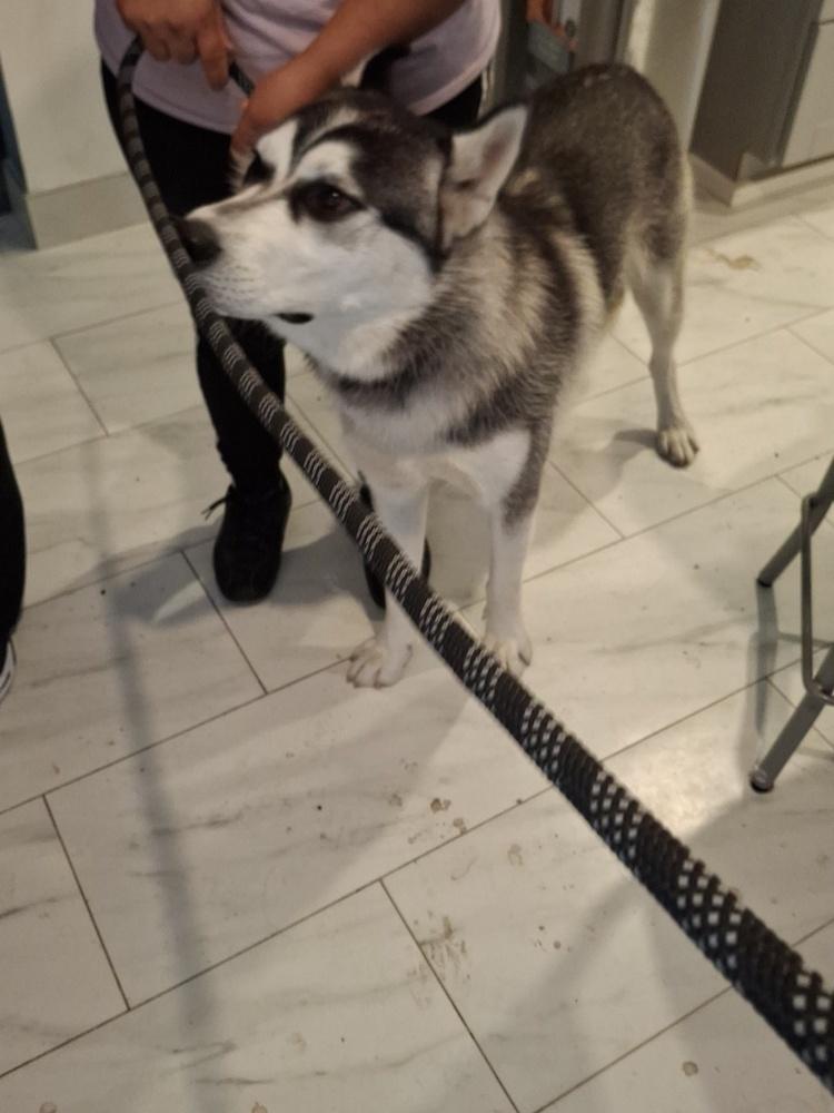 Enlarge Shadow, a Adoptable Siberian Husky in White River Junction, VT image 3/3