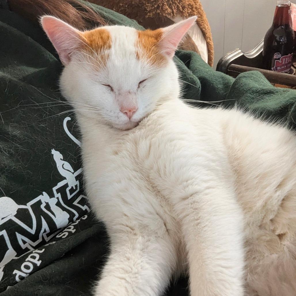 Enlarge Nomad, a Adoptable Domestic Short Hair in Columbia, MO image 1/5