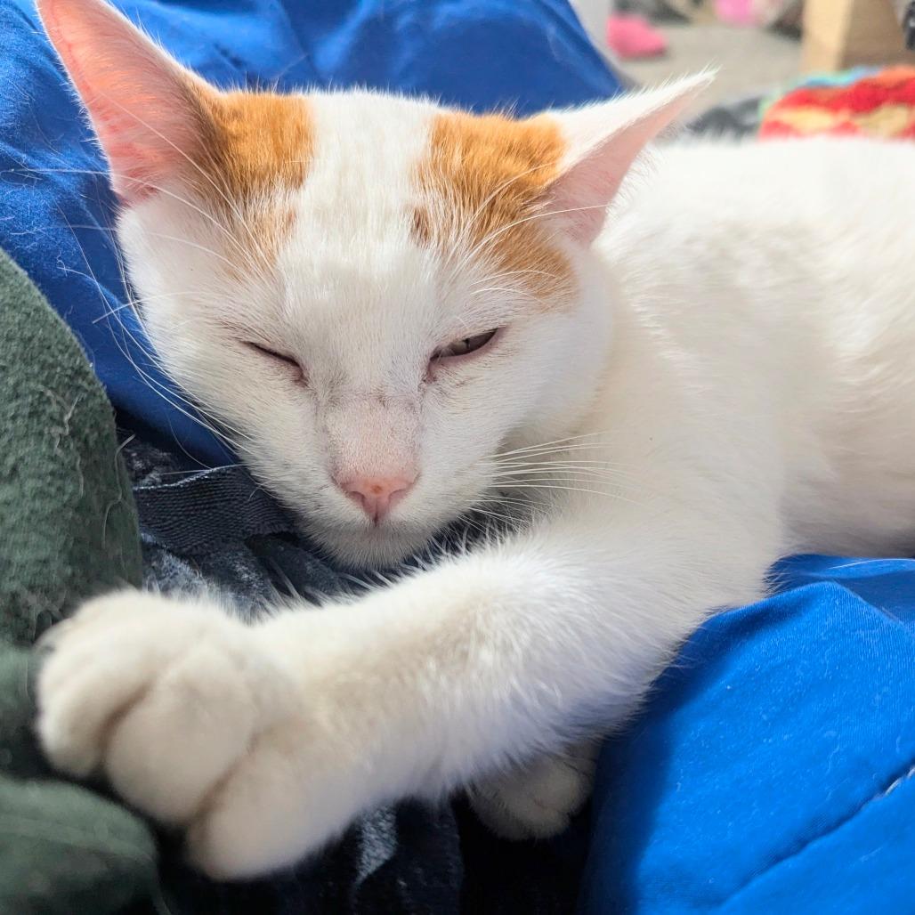 Enlarge Nomad, a Adoptable Domestic Short Hair in Columbia, MO image 2/5