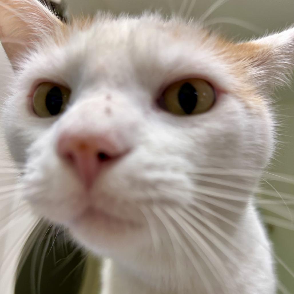 Nomad, Adoptable, Adult Male Domestic Short Hair.