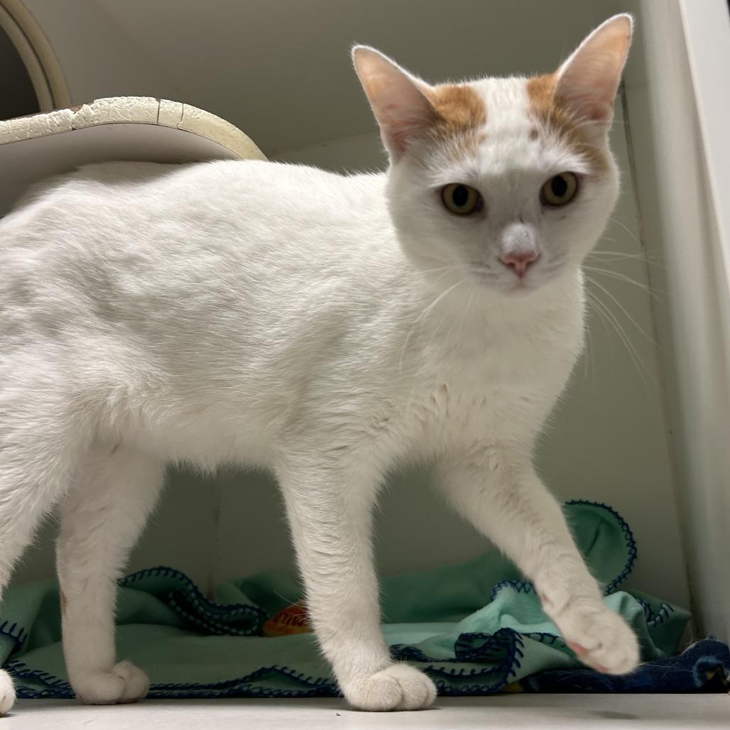 Nomad, a Adoptable Domestic Short Hair in Columbia, MO image 2/3