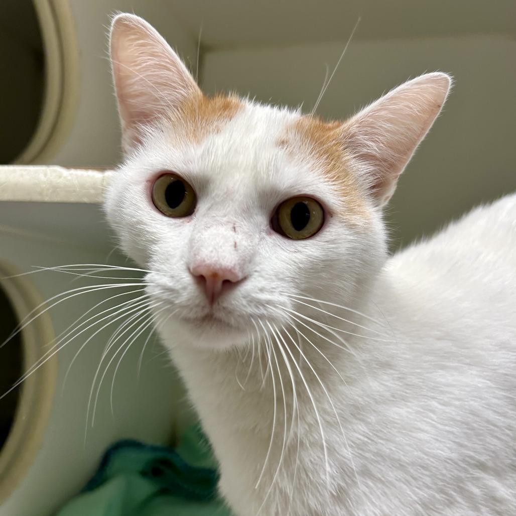 Nomad, a Adoptable Domestic Short Hair in Columbia, MO image 3/3