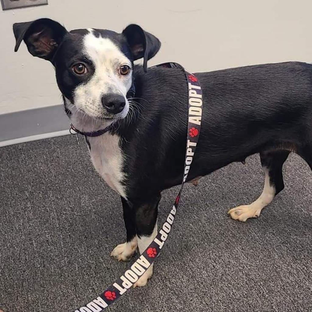 Arabica, Adoptable, Adult Female Mixed Breed.