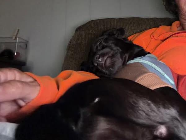 Enlarge Morticia, a Adoptable mixed breed in Knoxville, TN image 1/5