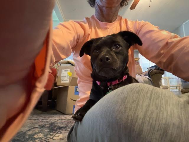 Enlarge Morticia, a Adoptable mixed breed in Knoxville, TN image 4/5