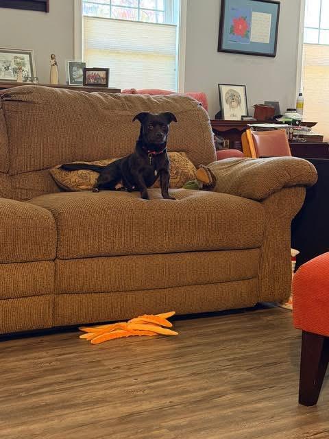 Enlarge Morticia, a Adoptable mixed breed in Knoxville, TN image 5/5