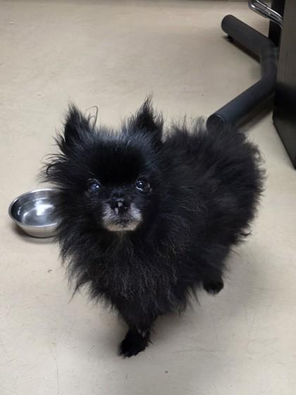Mumford, Adoptable, Adult Male Pomeranian & Mixed Breed.